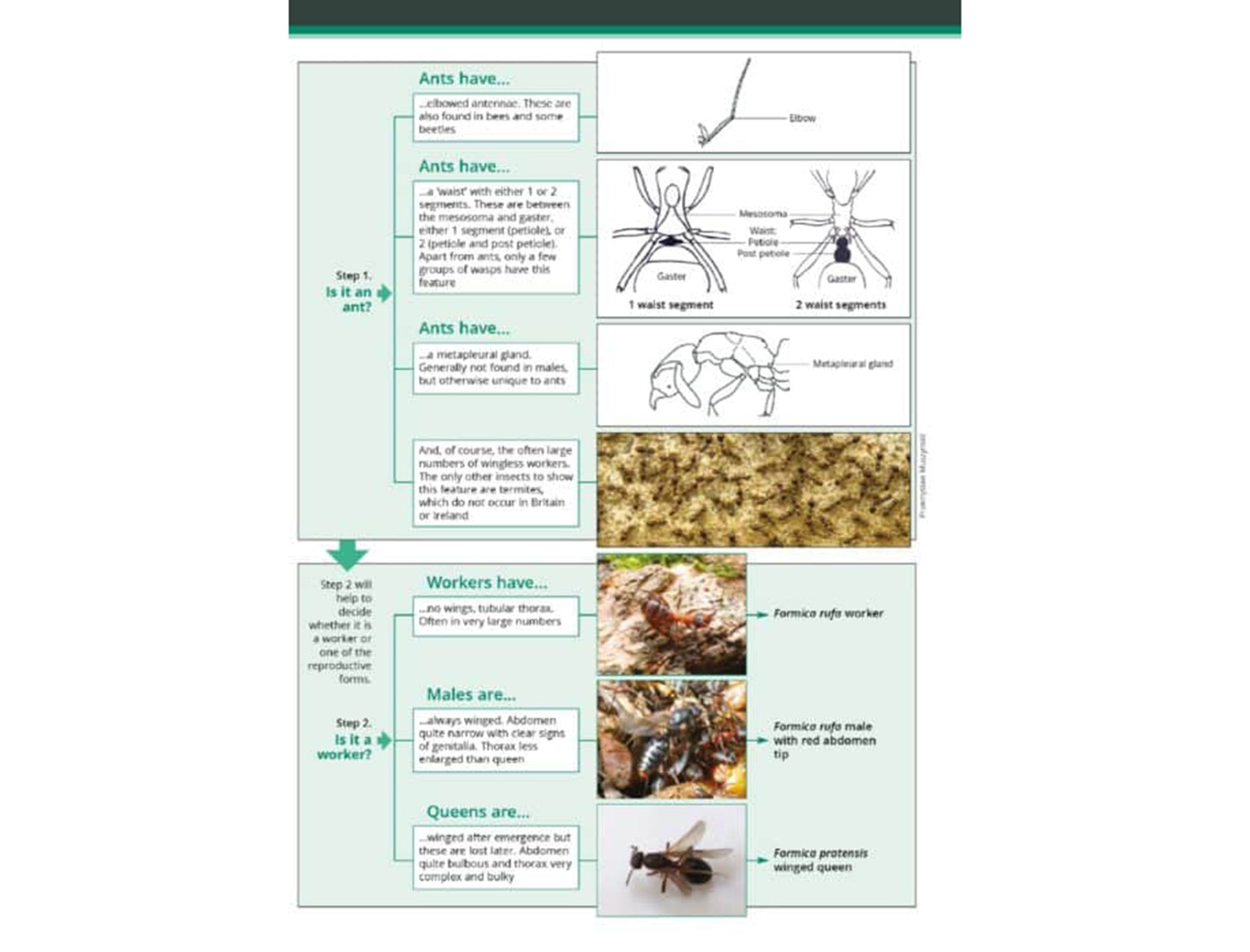 guide to the distinctive ants2